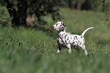 DALMATIEN 088